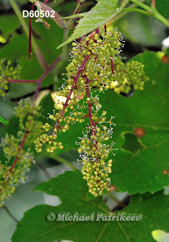 Summer Grape (Vitis aestivalis)